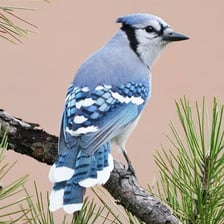 A blue jay perched on a branch with its blue plumage visible
