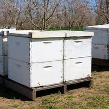 Honeybees clustered around an active beehive