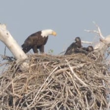 A hawk perched near its nest high in a tree