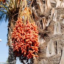 A date palm bearing clusters of dates.