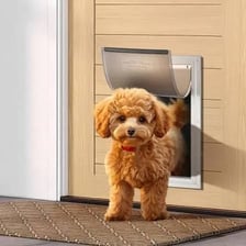 Dog passing through a small pet door