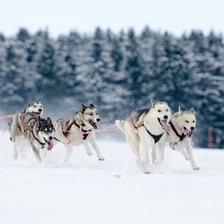 A team of sled dogs pulling a racer’s sled during the Iditarod.