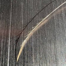 A close-up view of individual hairs separated into split ends