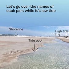 A shoreline illustrating the difference between high and low tide.