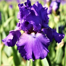 A purple iris in bloom