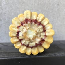 Ears of yellow corn with loose kernels.