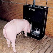 Wet feed in a pig trough