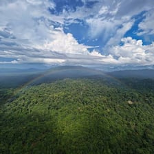 An aerial view of tropical rainforest on the island of Borneo.