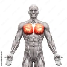 An anatomical illustration highlighting the chest pectoral muscles
