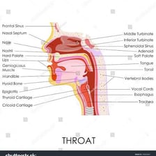 An anatomical illustration showing the human throat.