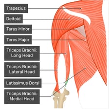 An anatomical illustration labeling the triceps muscle on the upper arm.