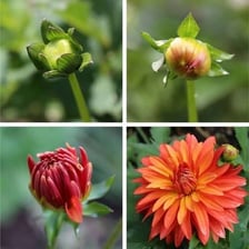 A flower bud beginning to open