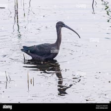 An ibis standing near the Nile in Egypt