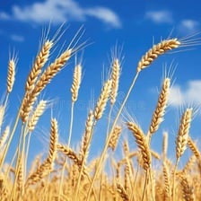 A golden field of ripe wheat