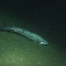A hake fish shown underwater.