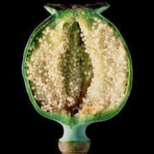 An opium poppy plant with a prominent seed capsule.
