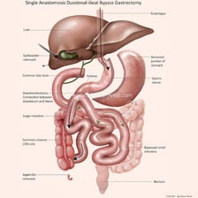 An educational illustration showing the human abdomen