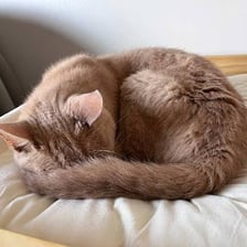 A cat curled up while taking a short nap.