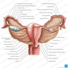 Educational illustration showing the human womb in the reproductive system.