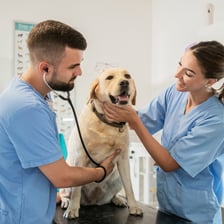 A veterinarian examining a dog in a clinic.