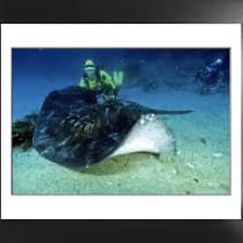 Several stingrays swimming underwater with their long tails visible.