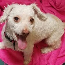 A groomed white poodle, a type of dog that might be called Fifi.