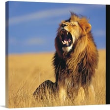 A lion with its mouth open while roaring on the savanna