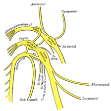 An anatomical illustration showing the vagus nerve running from the brain through the body