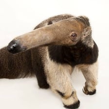 A giant anteater displaying its long tapered snout.
