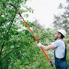 A gardener cutting branches from a tree