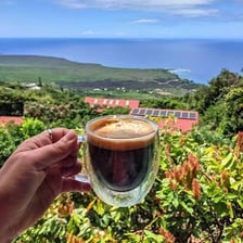 Coffee plants growing on a farm in Hawaii’s Kona region
