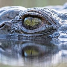 A crocodile showing its long snout and teeth
