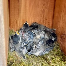 A bird nest containing young hatchlings