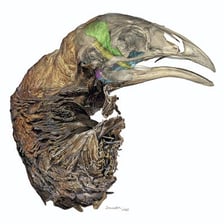 Museum reconstruction of a moa, an extinct flightless bird