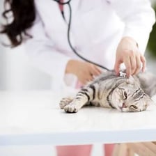 A veterinarian examining a cat in a veterinary clinic.