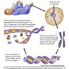 An educational illustration showing a gene as a segment of DNA on a chromosome.