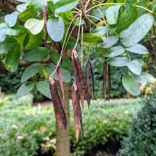 A catalpa tree bearing long, beanlike seed pods.