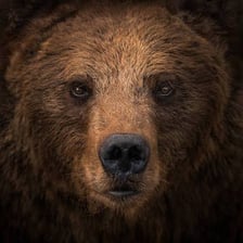 A close-up view of a brown bear’s fur