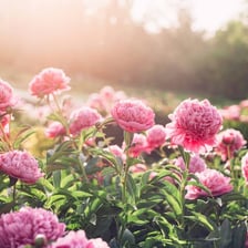A colorful display of attractive flowers in a garden.