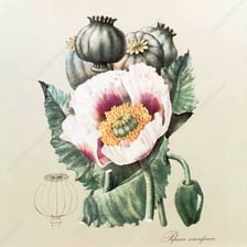 An opium poppy shown beside a pharmaceutical opiate container.