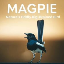 A magpie perched outdoors with its beak open