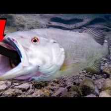 A fish biting a baited hook underwater