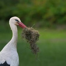 A white stork standing near a nest with nesting material.