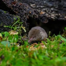 A small animal moving rapidly in a sudden burst