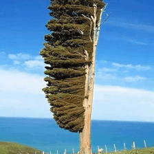 Trees bending in a powerful windstorm
