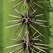 A cactus covered with sharp spines