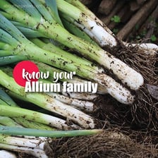 An onion and a leek displayed together as related allium vegetables.