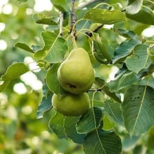 A green Anjou pear.