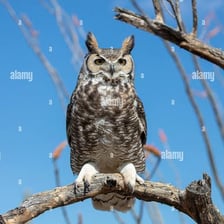 An owl perched on a branch