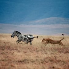 A predator pursuing another animal in the wild